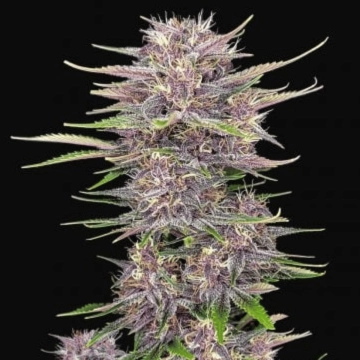 BANANA PURPLE PUNCH AUTO Autoflowering cannabis flower bud by FastBuds Seeds