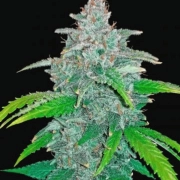 Blue Dream Auto Autoflowering cannabis flower bud by FastBuds Seeds