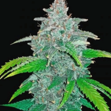 Blue Dream Auto Autoflowering cannabis flower bud by FastBuds Seeds