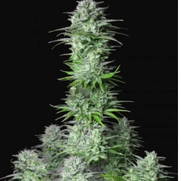 Kosher Cake Auto Auto cannabis flower bud by FastBuds Seeds