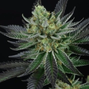 Capri Zun Feminized cannabis flower bud by Perfect Tree Seeds