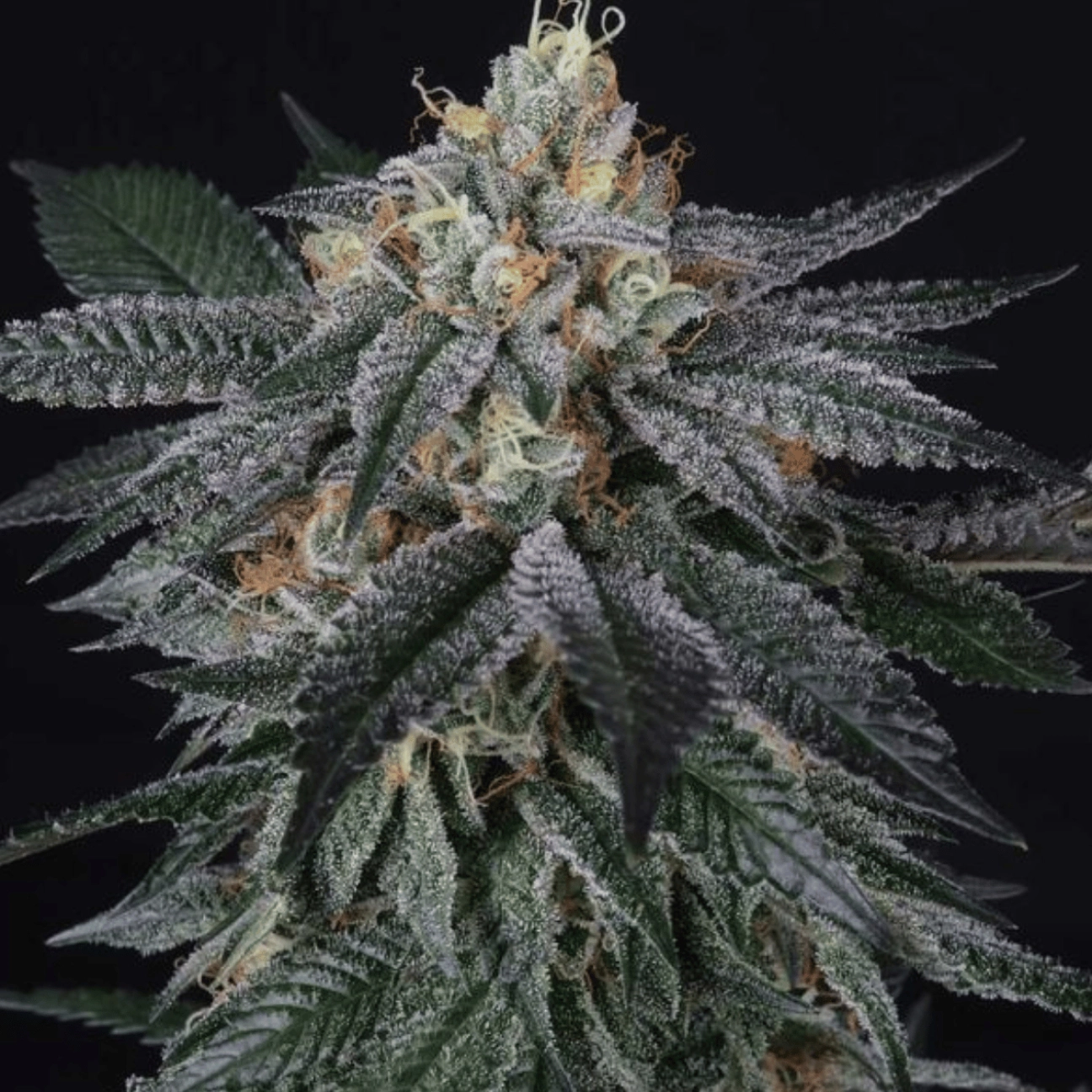 ZaiZai – Perfect Tree Seeds – Feminized