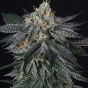 ZaiZai Feminized cannabis flower bud by Perfect Tree Seeds