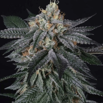 ZaiZai Feminized cannabis flower bud by Perfect Tree Seeds