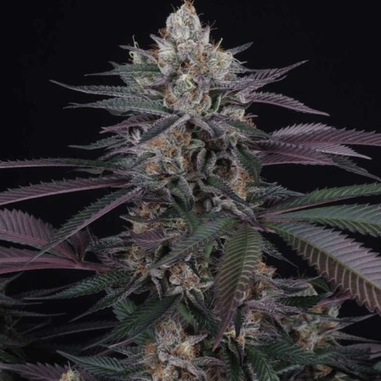 Perfect Tree Spritz – Perfect Tree Seeds – Feminized