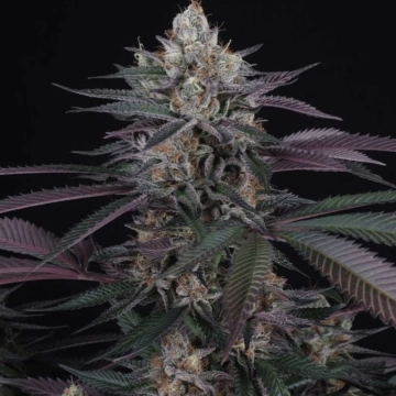 Perfect Tree Spritz Feminized cannabis flower bud by Perfect Tree Seeds