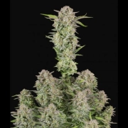 Bruce Banner Auto Autoflowering cannabis flower bud by FastBuds Seeds