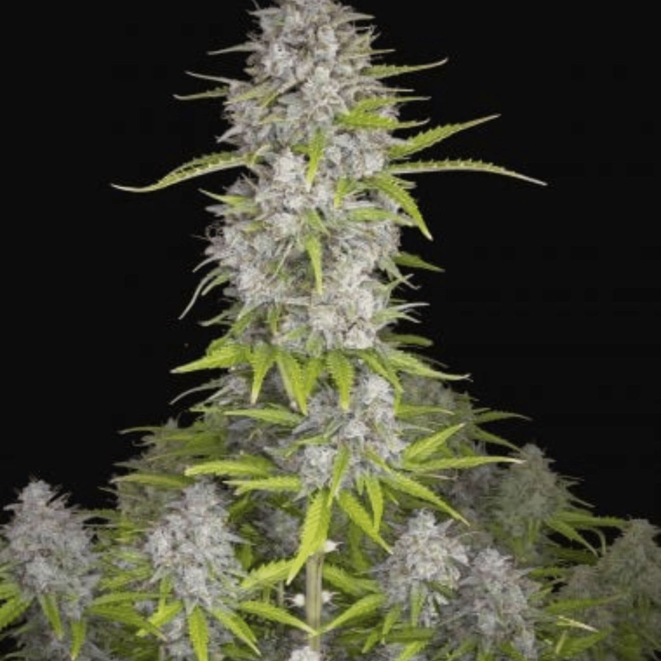 Orange Sherbet Auto – FastBuds – Autoflowering