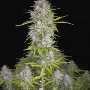 Orange Sherbet Auto Autoflowering cannabis flower bud by FastBuds Seeds