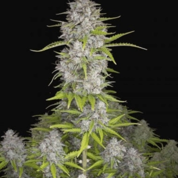 Orange Sherbet Auto Autoflowering cannabis flower bud by FastBuds Seeds