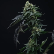 Lime OZZ Feminized cannabis flower bud by Perfect Tree Seeds