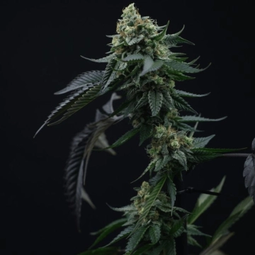 Lime OZZ Feminized cannabis flower bud by Perfect Tree Seeds