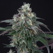 Lemon Curd Feminized cannabis flower bud by Perfect Tree Seeds
