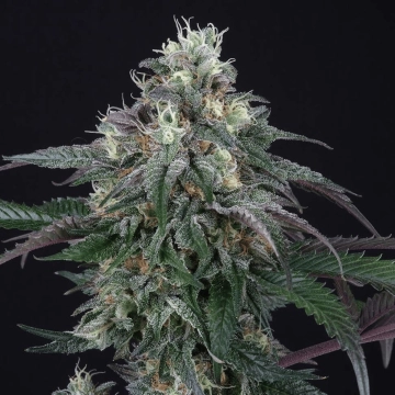 Lemon Curd Feminized cannabis flower bud by Perfect Tree Seeds
