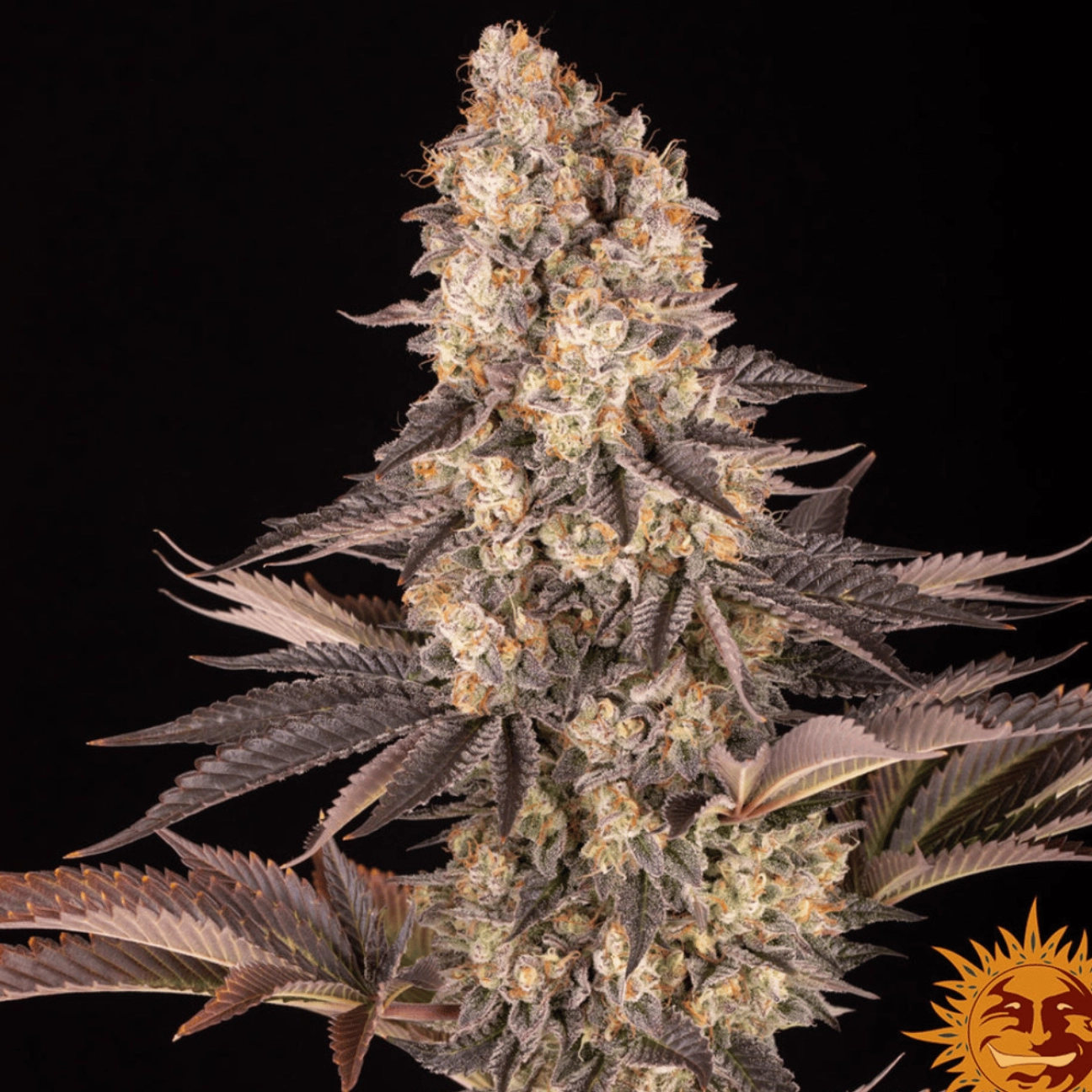 GELATO 45 – Barneys Farm – Feminized