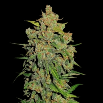 Lemon AK Auto Autoflowering cannabis flower bud by FastBuds Seeds