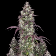 Lemon Pie Auto Autoflowering cannabis flower bud by FastBuds Seeds