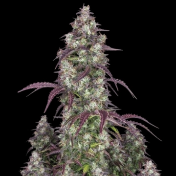 Lemon Pie Auto Autoflowering cannabis flower bud by FastBuds Seeds