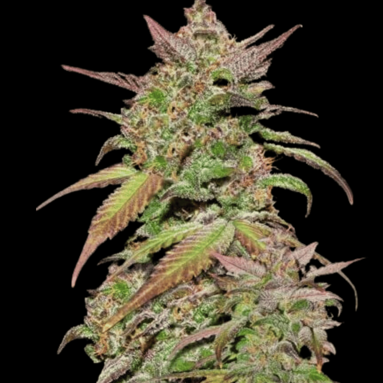 Smoothie Auto – FastBuds – Autoflowering