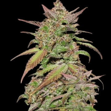 Smoothie Auto Autoflowering cannabis flower bud by FastBuds Seeds