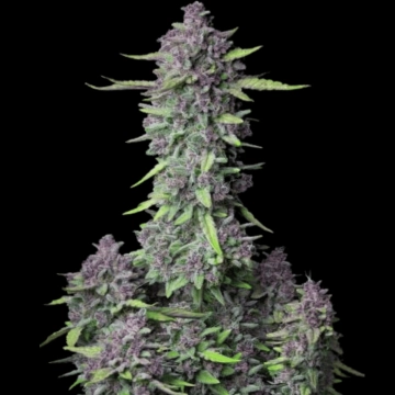 Purple Punch Auto Autoflowering cannabis flower bud by FastBuds Seeds