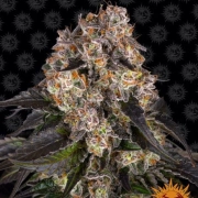 Girl Scout Cookies  Feminized cannabis flower bud by Barneys Farm