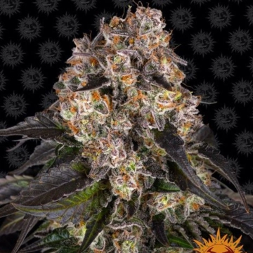 Girl Scout Cookies  Feminized cannabis flower bud by Barneys Farm