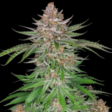 Strawberry Pie Auto Autoflowering cannabis flower bud by FastBuds Seeds