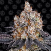 GELATO STRAIN Feminized cannabis flower bud by Barneys Farm