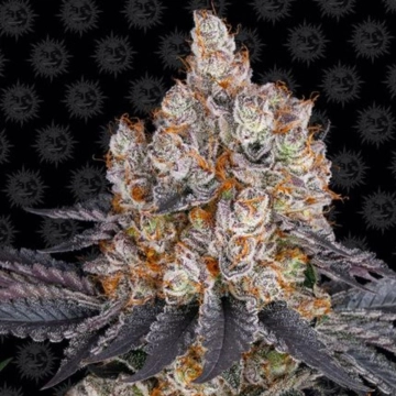 GELATO STRAIN Feminized cannabis flower bud by Barneys Farm