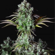 Big Bud Auto Autoflowering cannabis flower bud by FastBuds Seeds
