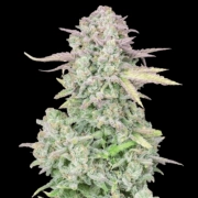 Trainwreck Auto Autoflowering cannabis flower bud by FastBuds Seeds