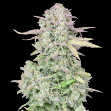 Trainwreck Auto Autoflowering cannabis flower bud by FastBuds Seeds