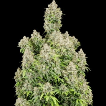 Cinderella Auto Auto cannabis flower bud by FastBuds Seeds