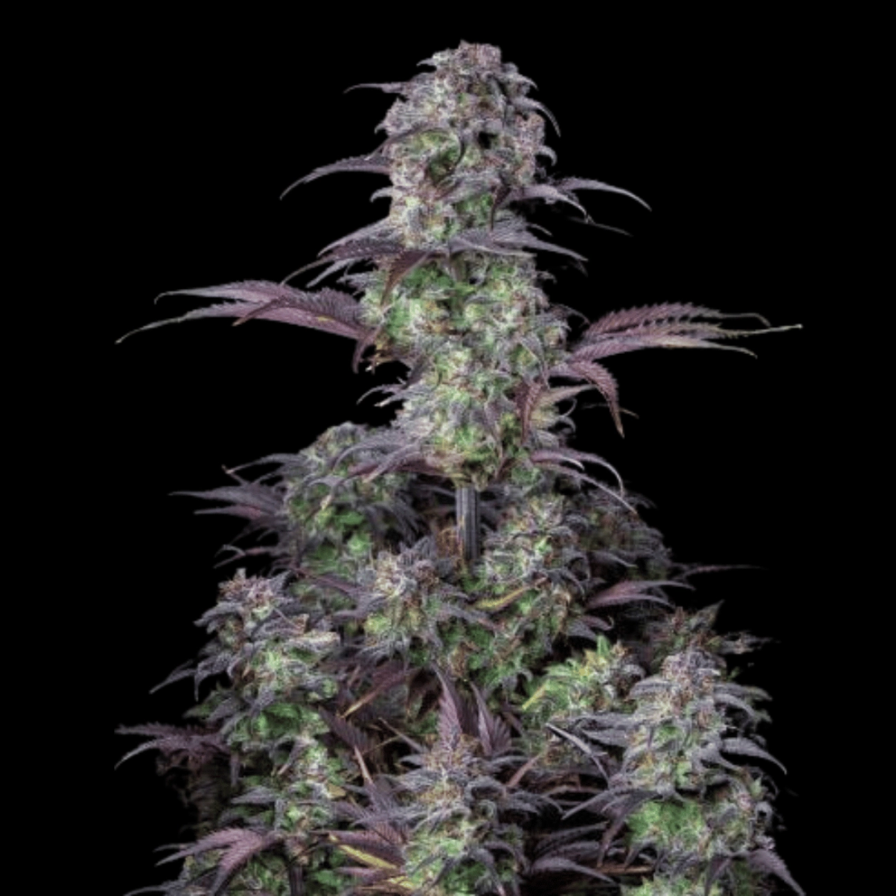 Blueberry Auto – FastBuds – Autoflowering