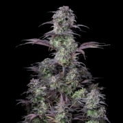 Blueberry Auto Autoflowering cannabis flower bud by FastBuds Seeds