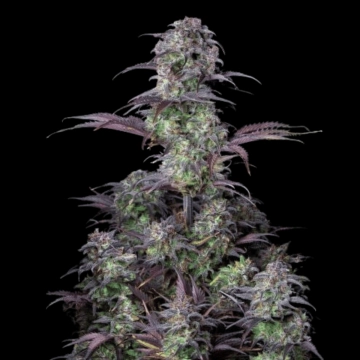 Blueberry Auto Autoflowering cannabis flower bud by FastBuds Seeds