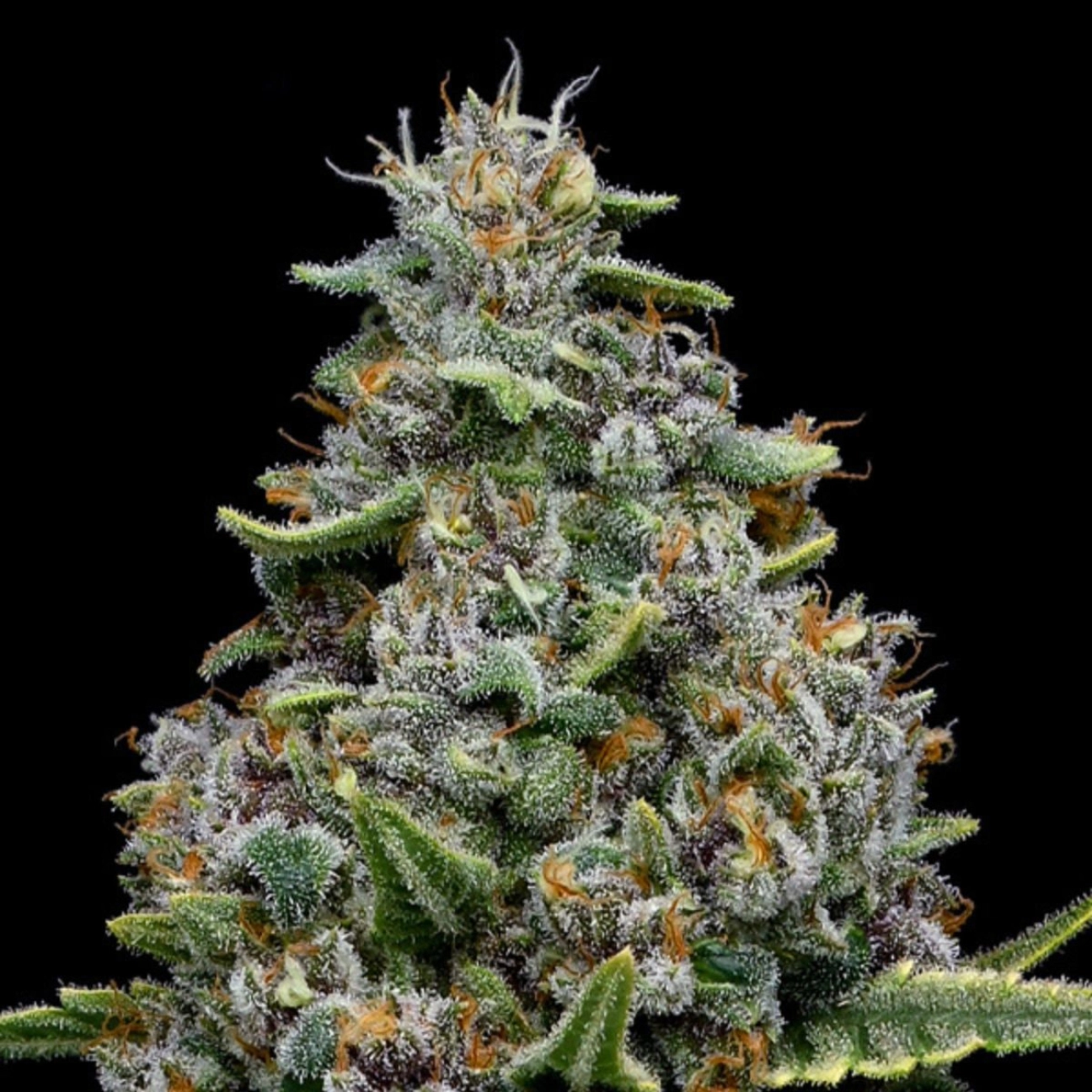 Pink Matcha Slush – Anesia Seeds – Feminized