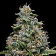 Pink Matcha Slush Feminized cannabis flower bud by Anesia Seeds