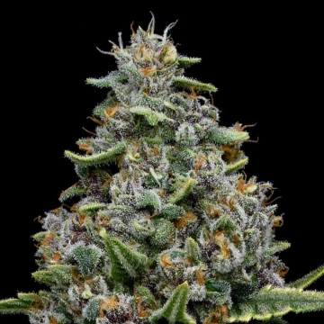 Pink Matcha Slush Feminized cannabis flower bud by Anesia Seeds