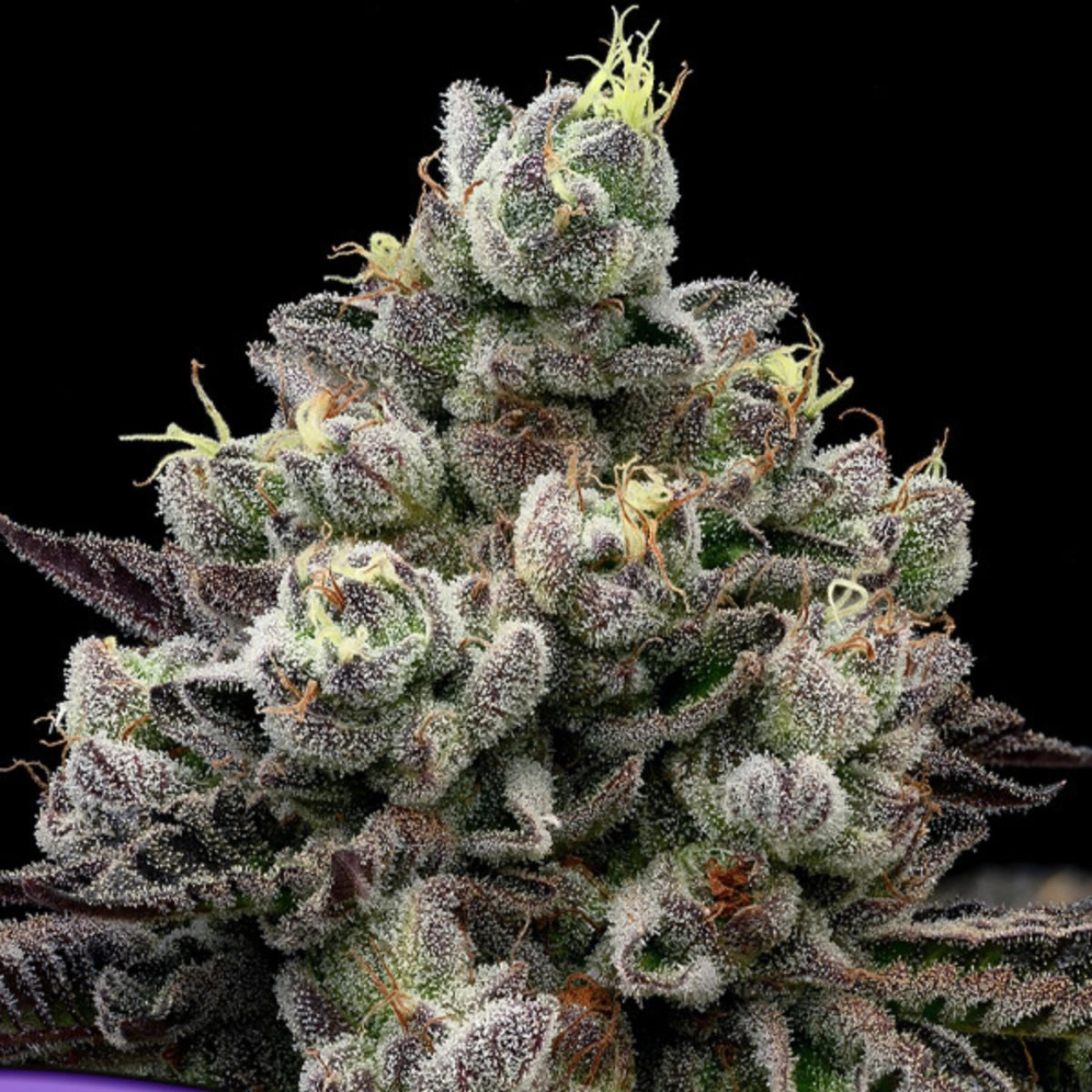 Red Banana Pudding – Anesia Seeds – Feminized