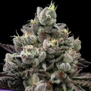 Red Banana Pudding Feminized cannabis flower bud by Anesia Seeds