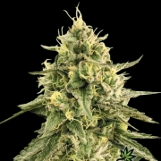 Monkey Bomb Feminized cannabis flower bud by Bomb Seeds