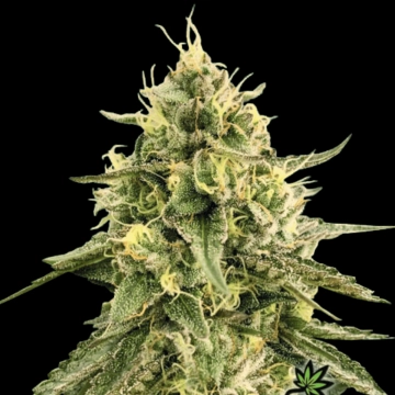 Monkey Bomb Feminized cannabis flower bud by Bomb Seeds