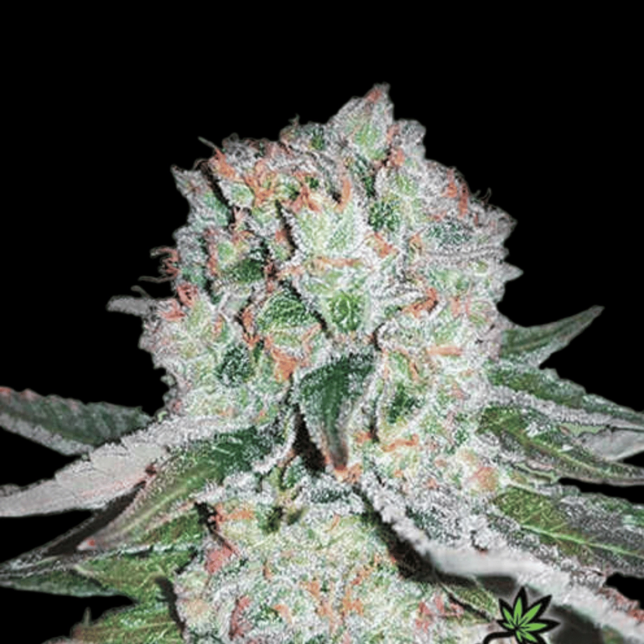 Banana Bomb – Bomb Seeds – Feminized