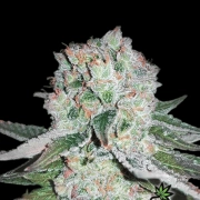 Banana Bomb Feminized cannabis flower bud by Bomb Seeds