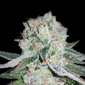 Banana Bomb Feminized cannabis flower bud by Bomb Seeds