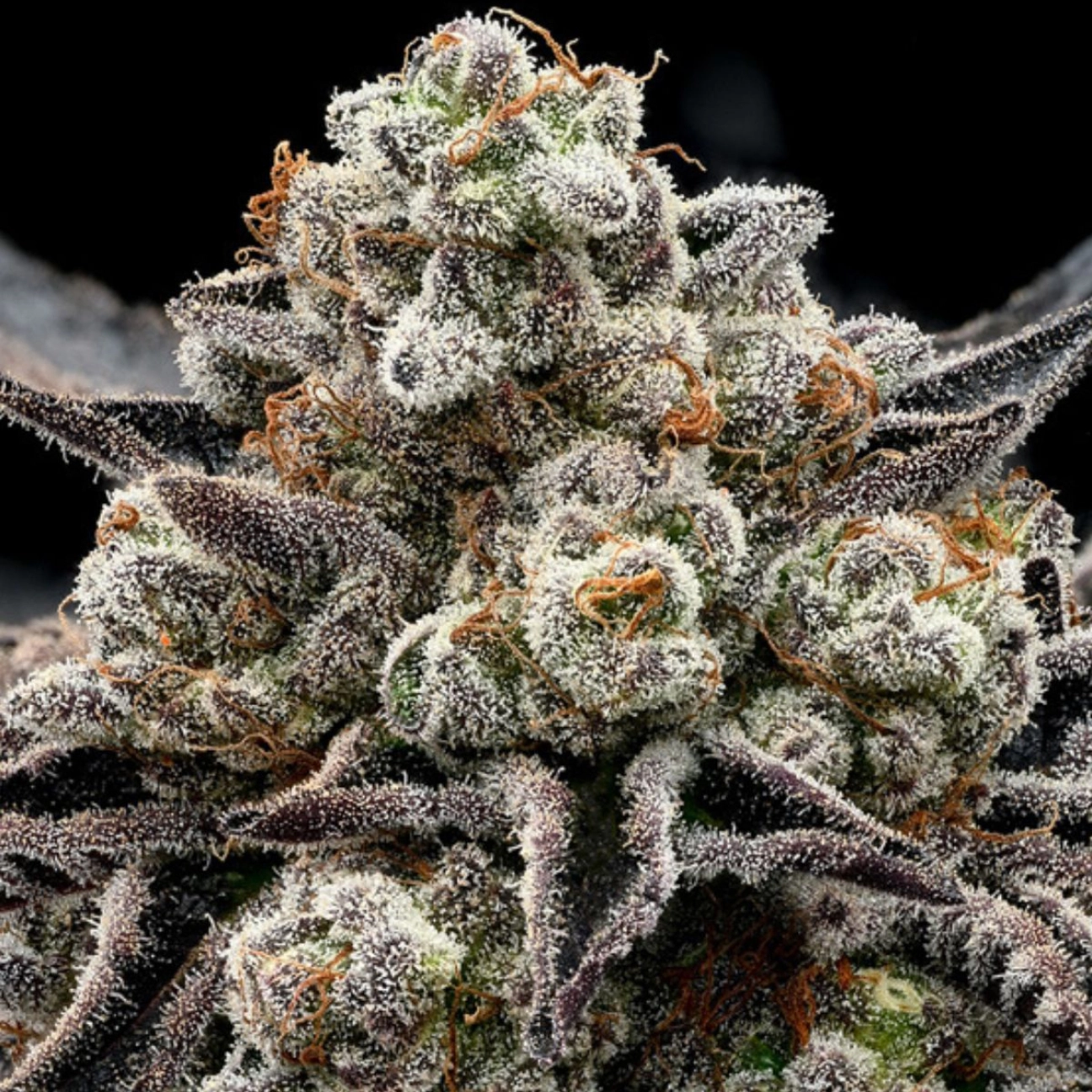 Epic Buzz – Anesia Seeds – Feminized