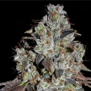 Jealousy Feminized cannabis flower bud by Cream of the Crop