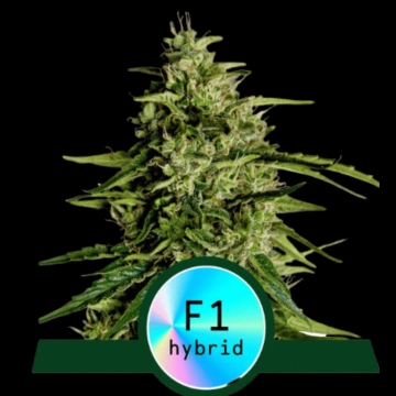 Milky Way F1 Autoflowering cannabis flower bud by Royal Queen Seeds